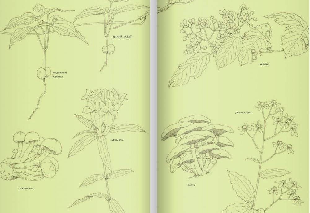 14 лесных мышей. Сладкая картошка фото книги 2