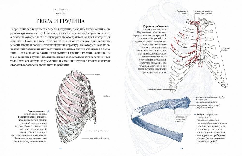 Анатомия. С иллюстрациями из классической «Анатомии Грея» фото книги 8