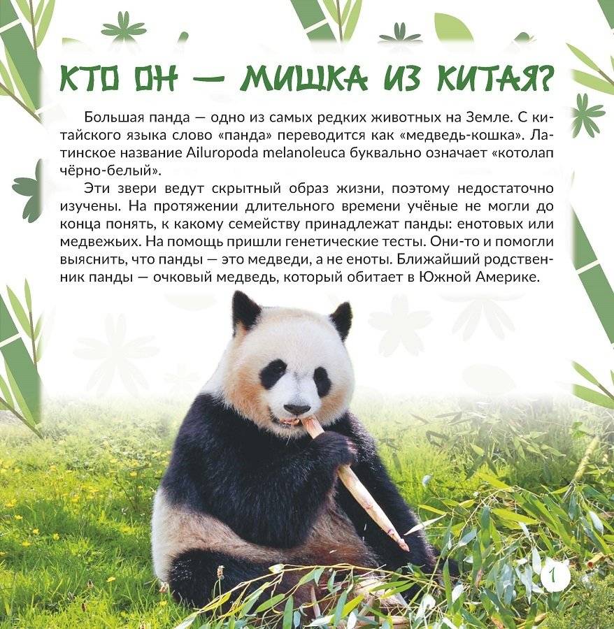 Панда: всё о забавных мишках фото книги 2
