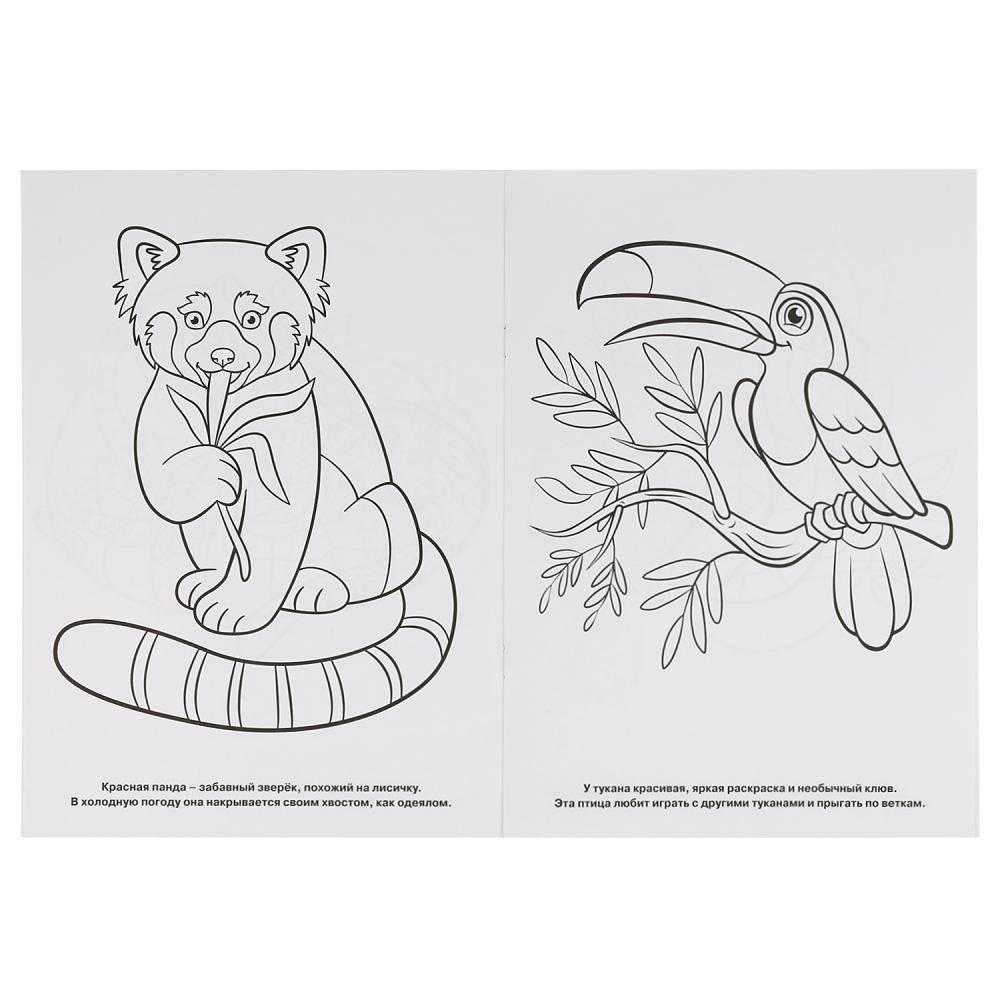 Тропический лес фото книги 4