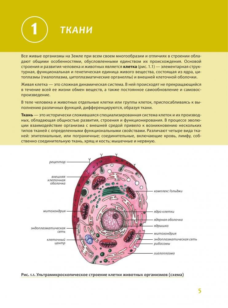 Наглядная анатомия человека. Подробный атлас с иллюстрациями фото книги 5