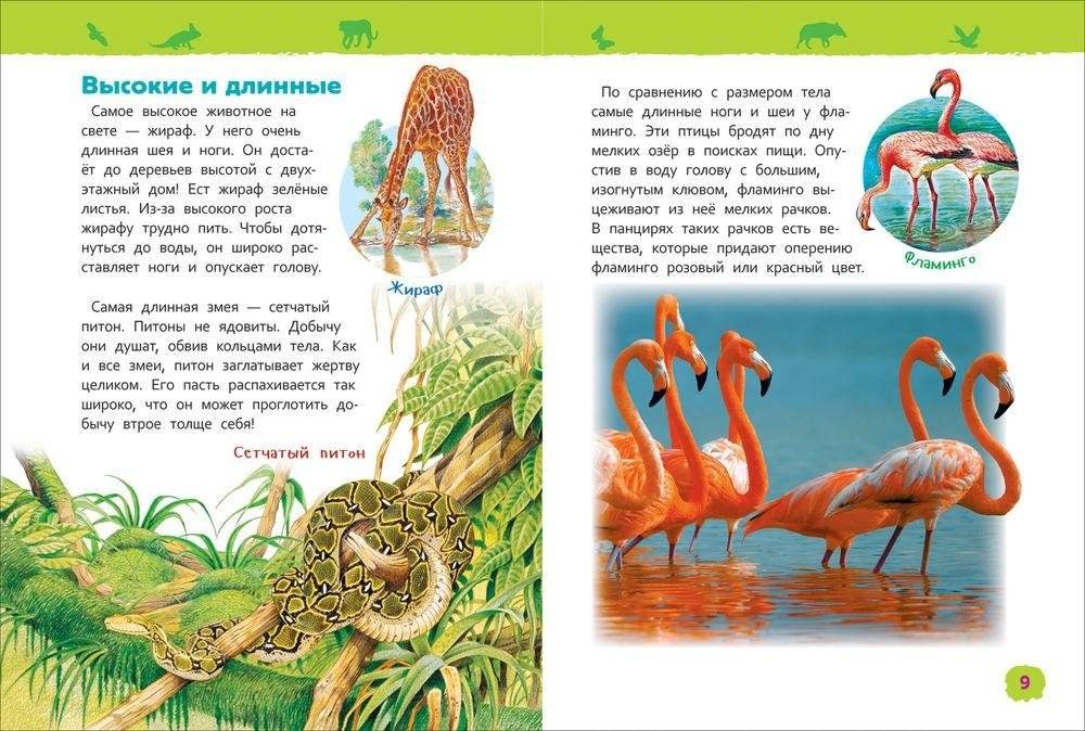 Удивительные животные. Энциклопедия для детского сада фото книги 2