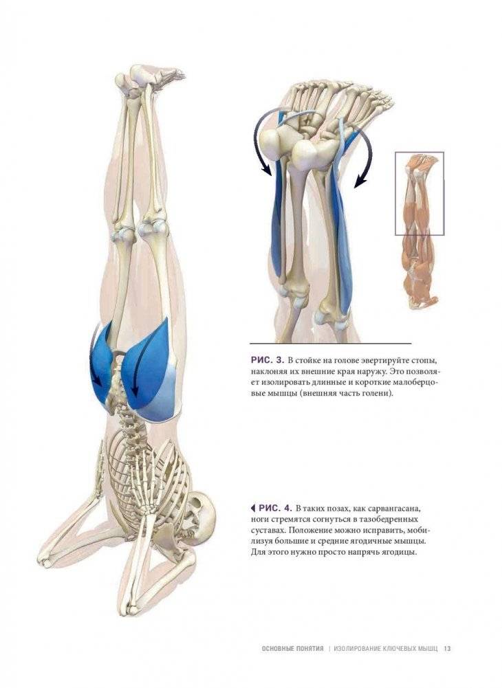 Анатомия балансов на руках и перевернутых поз фото книги 11