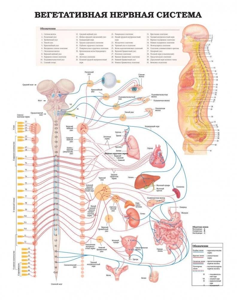 Большой атлас анатомии человека. Лучшие в мире анатомические таблицы фото книги 4