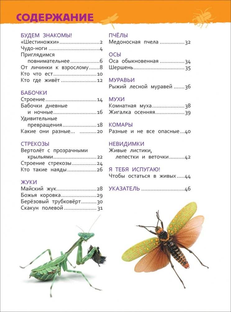 Насекомые. Энциклопедия для детского сада фото книги 4