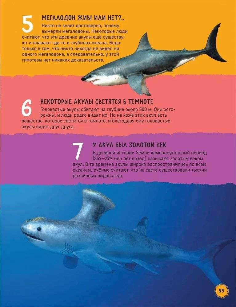 Акулы. Иллюстрированная энциклопедия фото книги 5