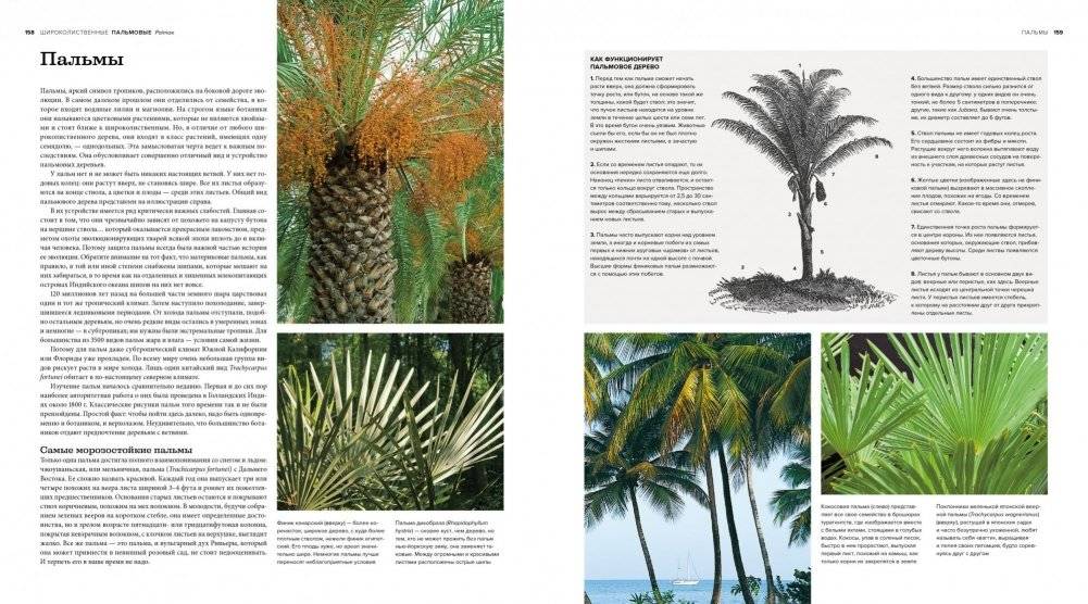 Деревья. Жизнеутверждающее путешествие по лесам, садам и паркам фото книги 5