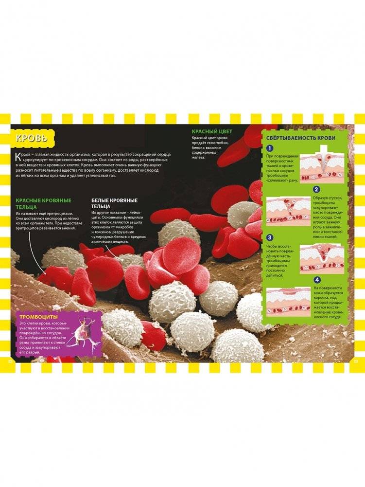 Как работает твоё тело. Детская энциклопедия фото книги 6