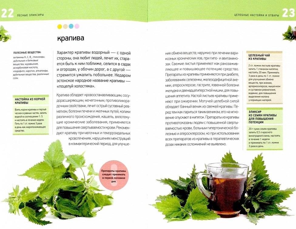 Лесные эликсиры. Целебные настойки и отвары фото книги 2