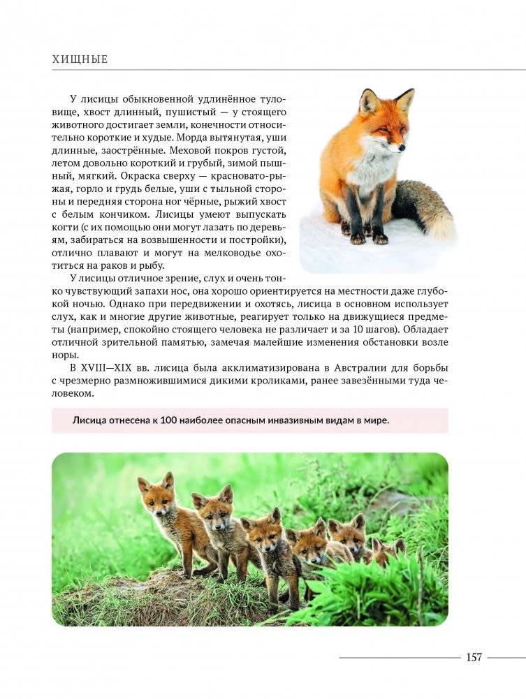 Млекопитающие Беларуси фото книги 4