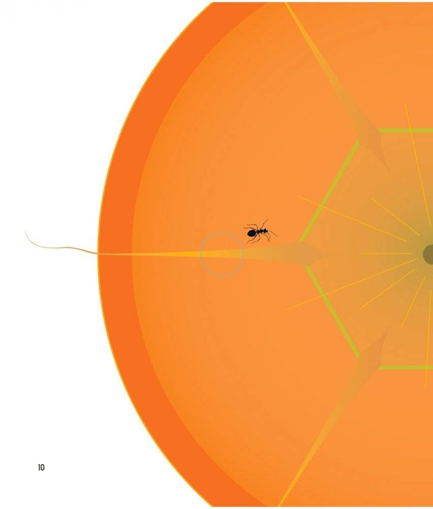 Что за овощ? фото книги 10