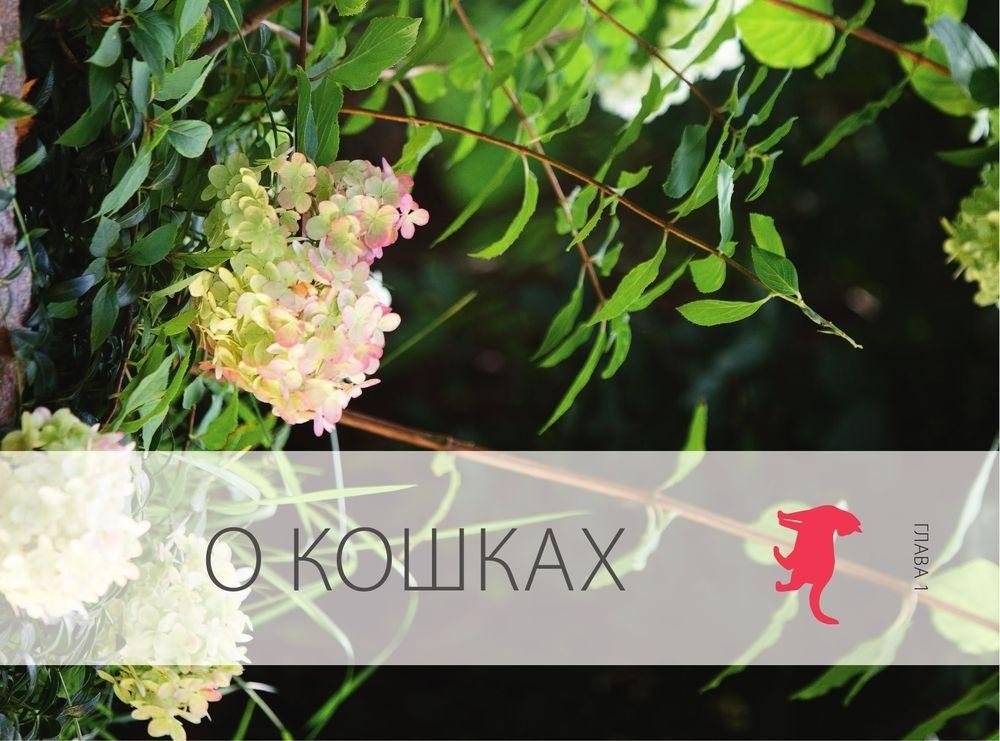 Кошки. Самая полная иллюстрированная энциклопедия фото книги 8