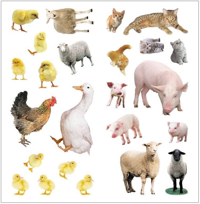 В деревне фото книги 4