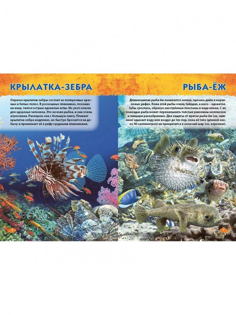 Подводный мир. Первая энциклопедия дошкольника фото книги 3