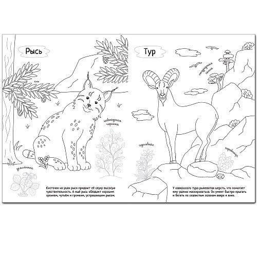 Комплект книг. Раскрась Россию (количество томов: 2) фото книги 4