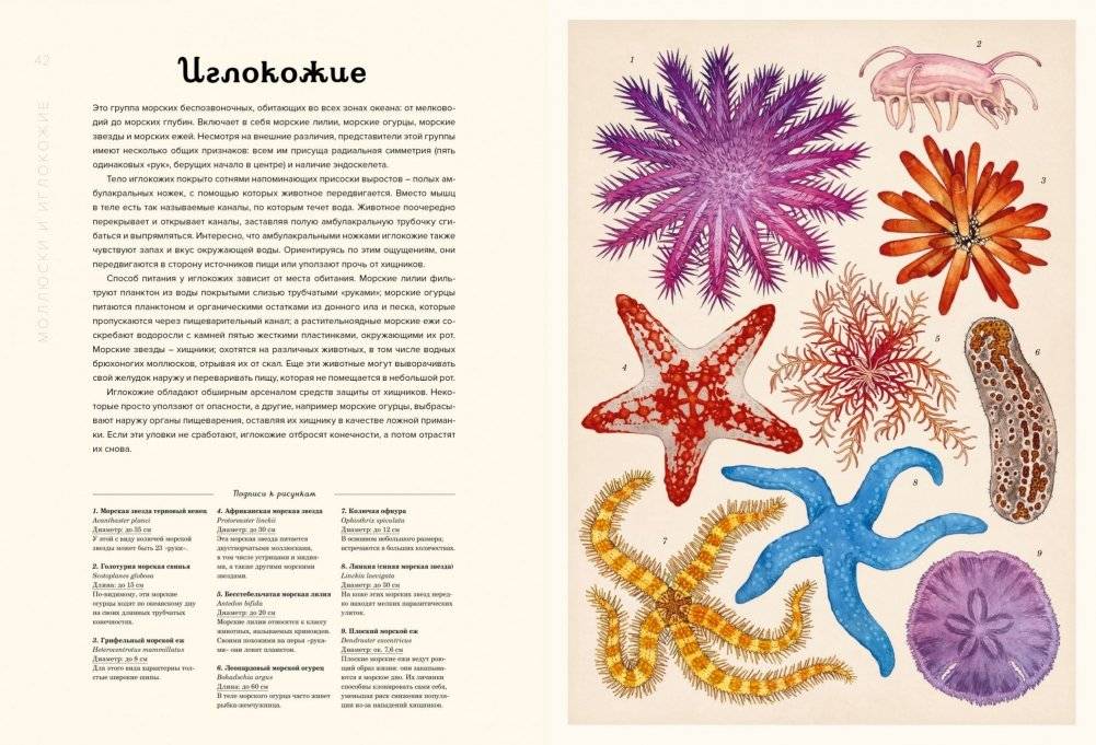 Океанариум фото книги 7