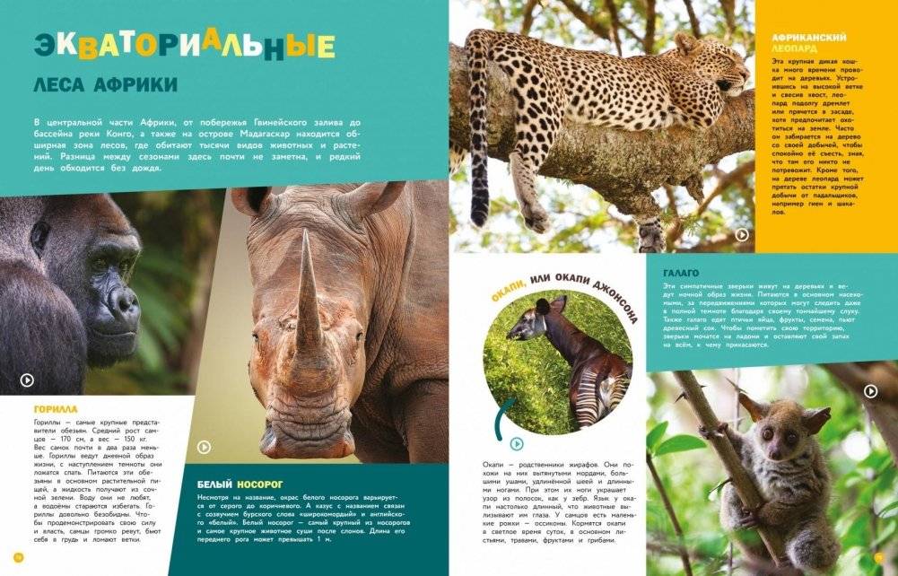Животные. Энциклопедия фото книги 5