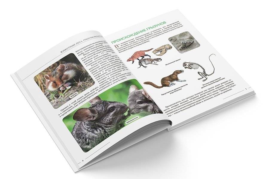 “Животные леса. Грызуны Беларуси” фото книги 2