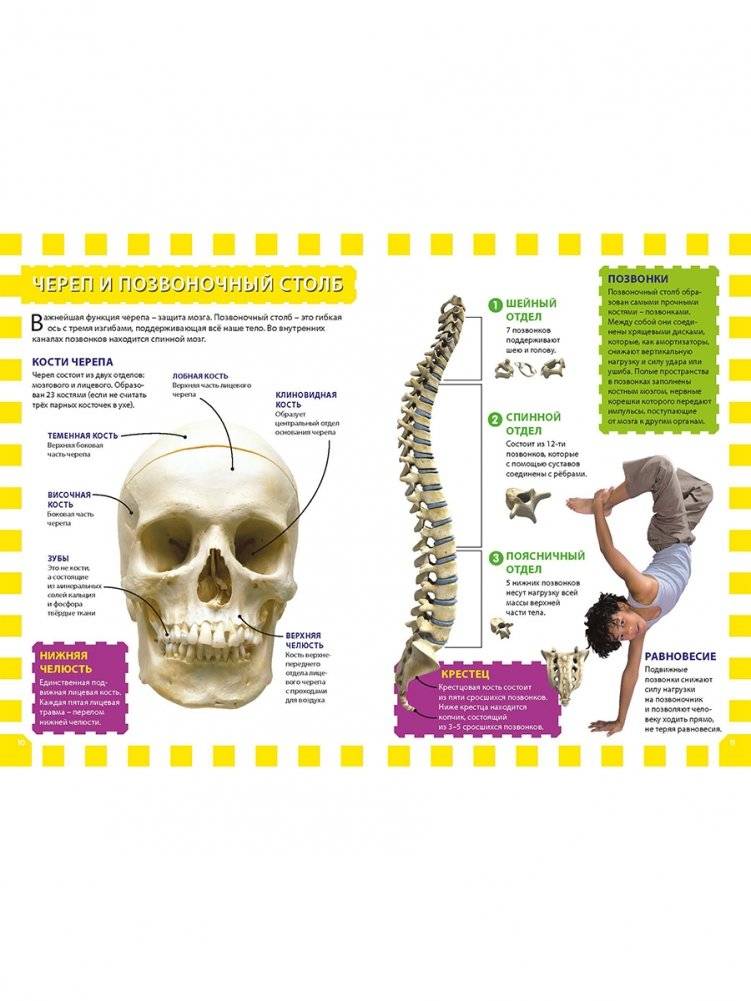 Как работает твоё тело. Детская энциклопедия фото книги 3