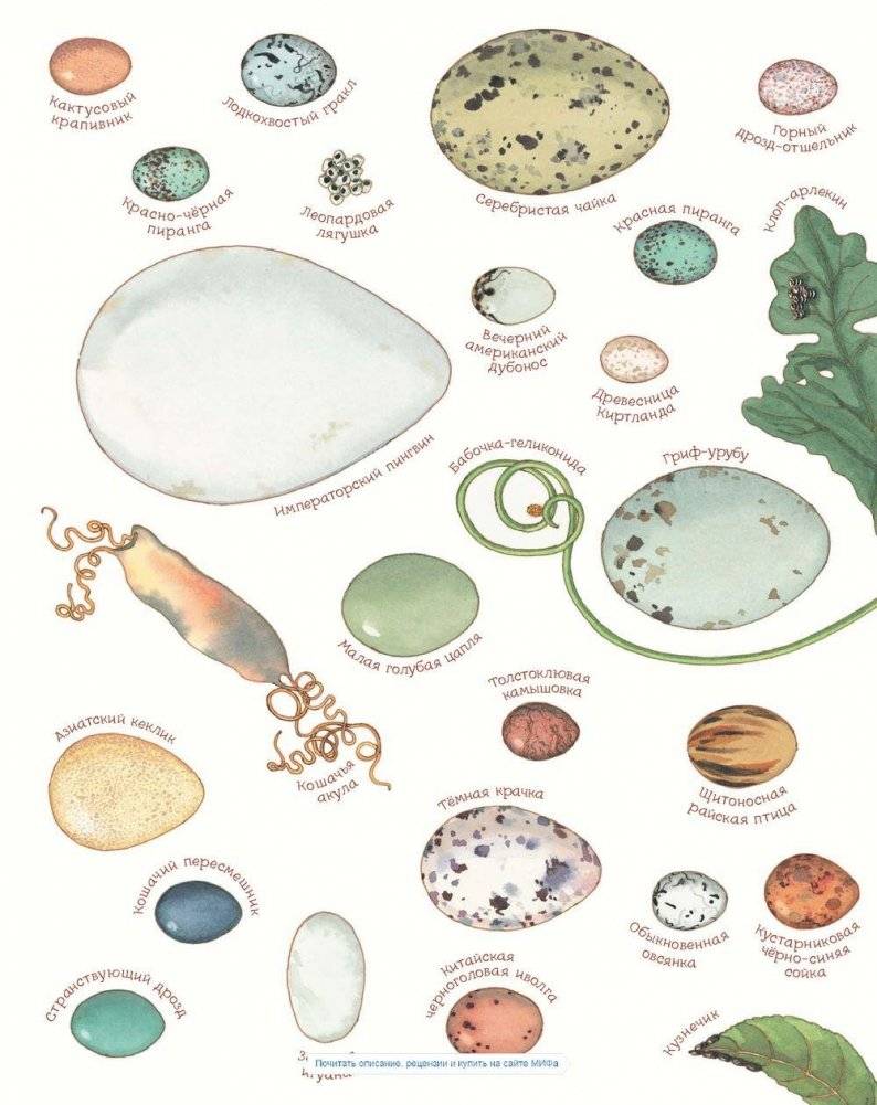 Яйцо любит тишину фото книги 3