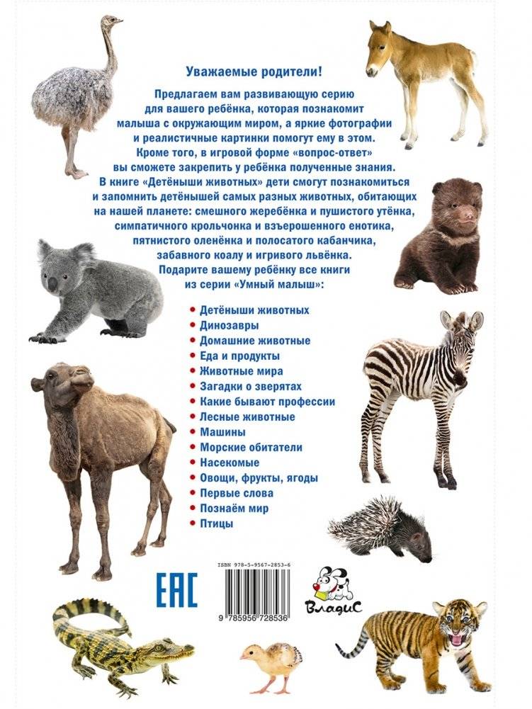 Детеныши животных. Фотокнига для самых маленьких фото книги 8