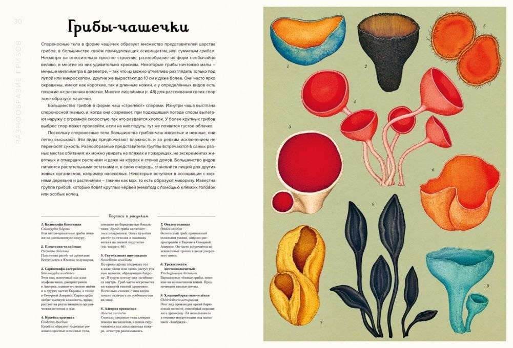 Грибариум фото книги 3