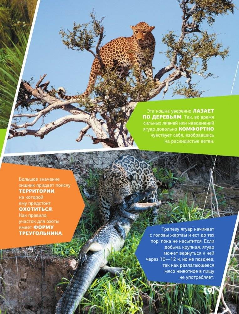 Большая энциклопедия о животных. 500 фотографий и фактов фото книги 8