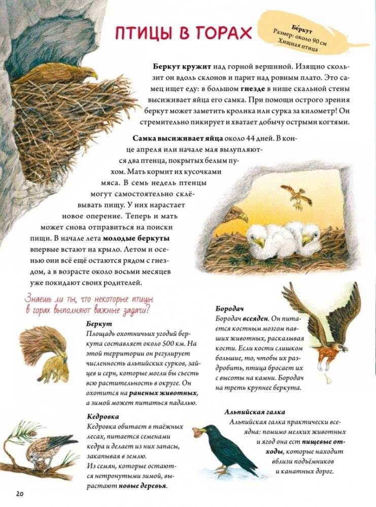 Книга о птицах. BIObook А. Толмачёва фото книги 2