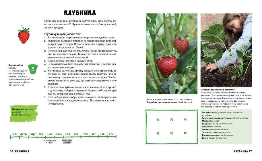 Мой первый огород. Посей, собери, съешь фото книги 4
