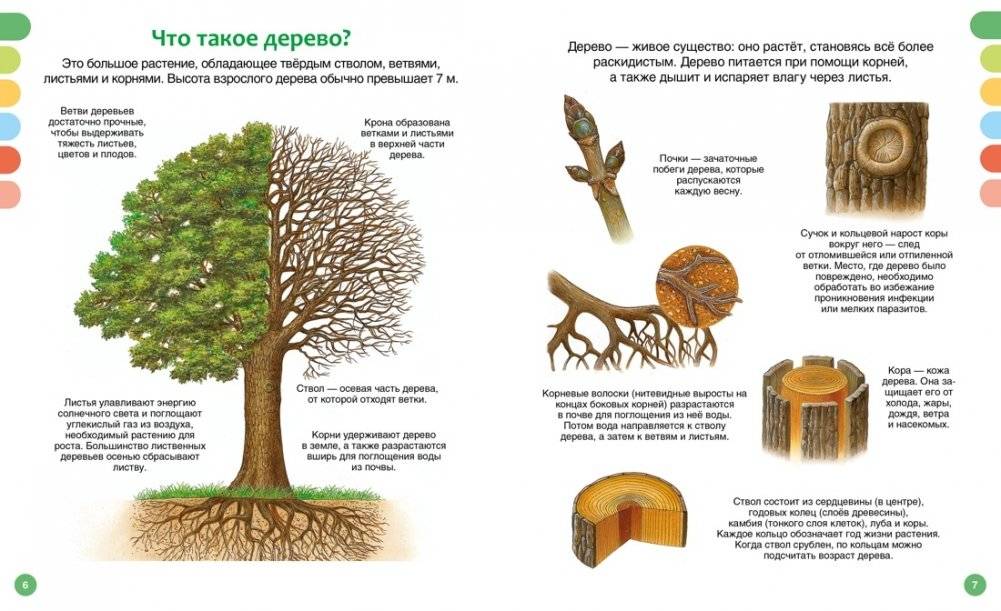Жизнь леса фото книги 3
