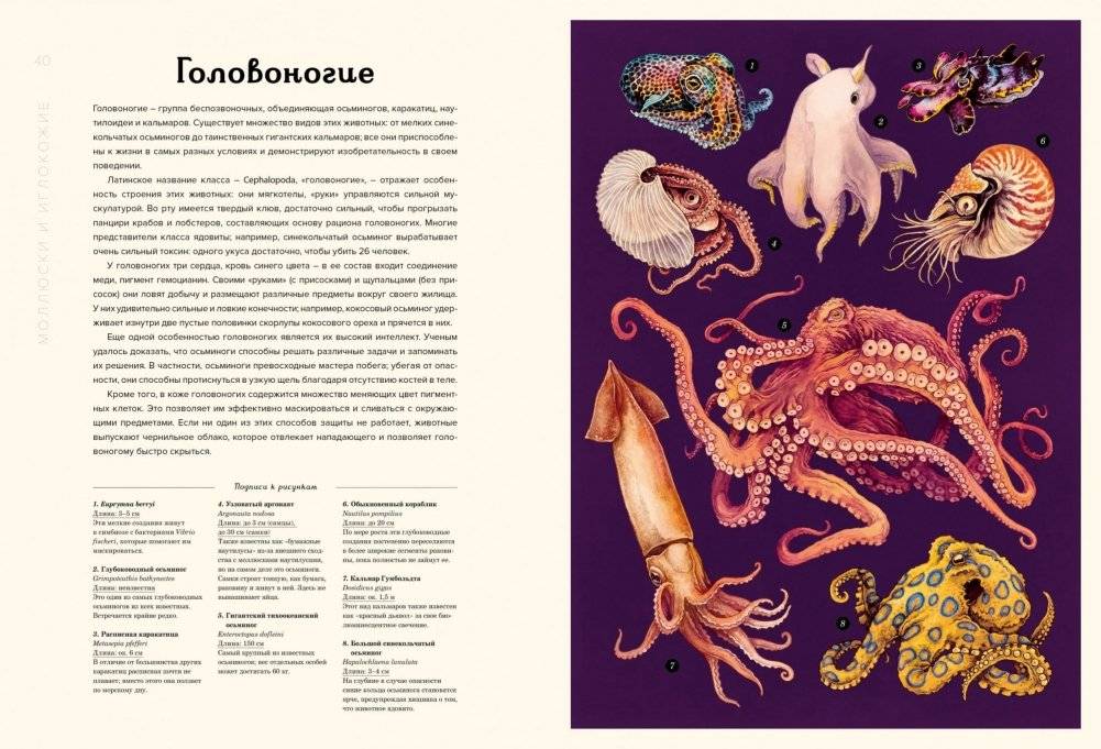 Океанариум фото книги 6