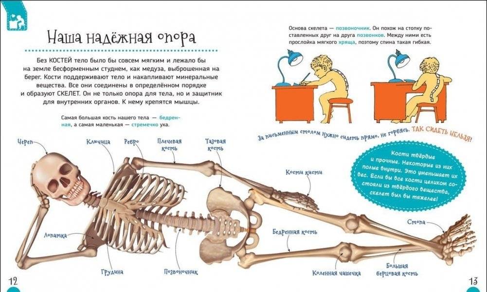 Тело человека. Первая энциклопедия фото книги 3