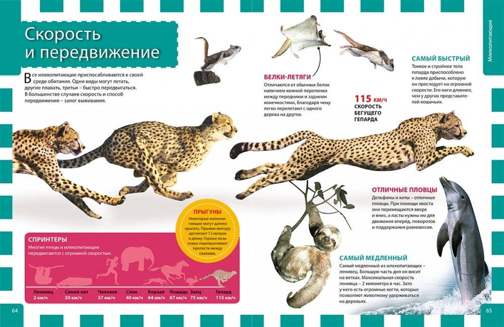 Лучшая энциклопедия для почемучек и любознашек фото книги 3
