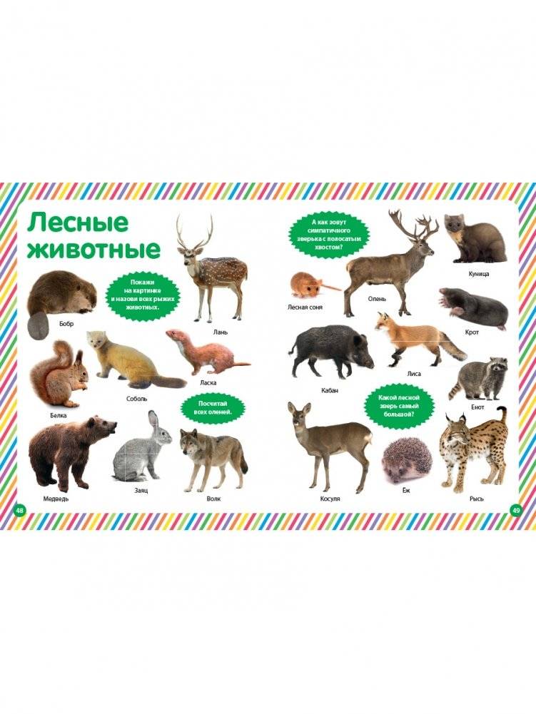 Обо всем на свете. Фотокнига для малышей фото книги 6