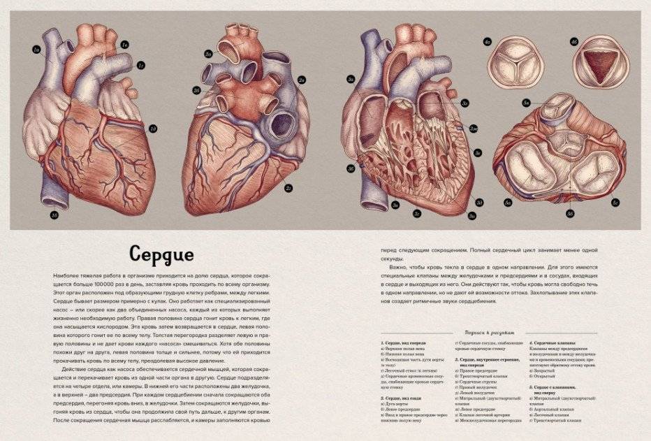 Анатомикум. Энциклопедия для детей фото книги 4