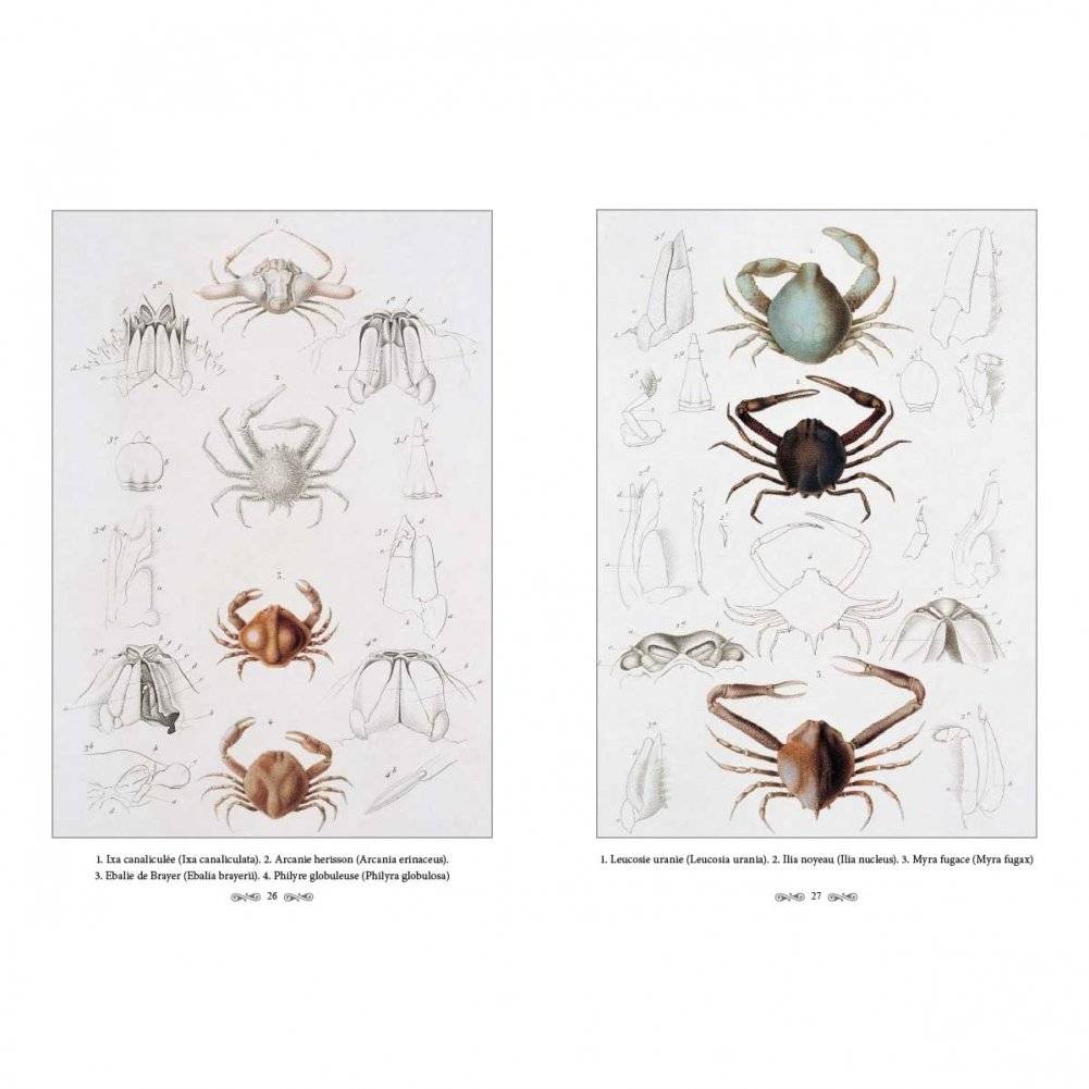 Ж.-Л. Кювье. Царство животных. Членистые. Ракообразные фото книги 4