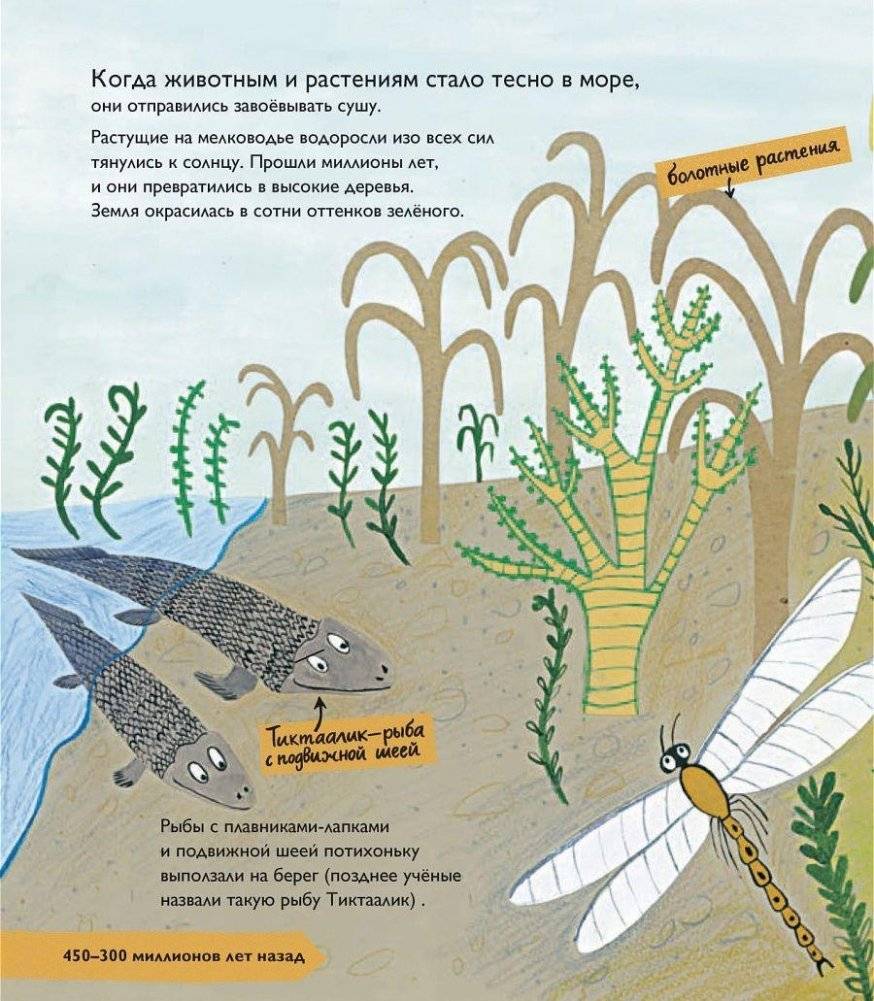 История жизни. Моя первая книга об эволюции фото книги 11