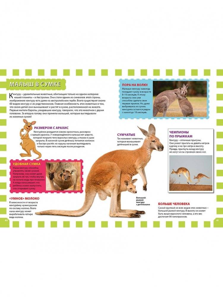 Детеныши животных фото книги 5