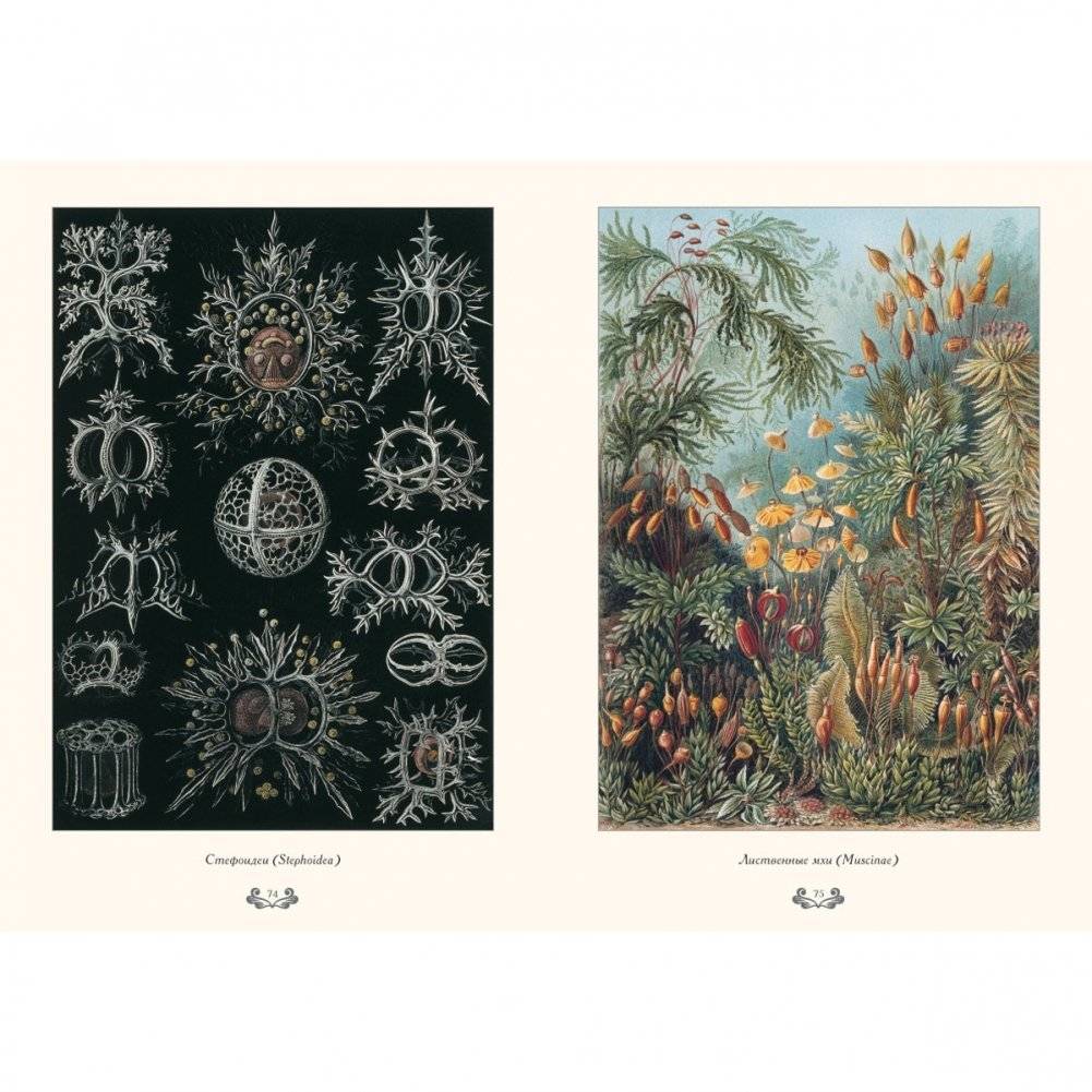 Красота форм в природе фото книги 7