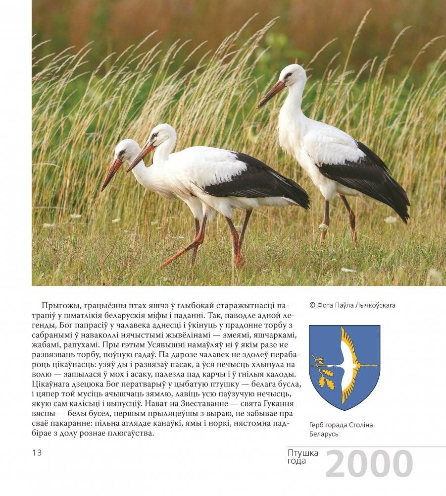 Птушка года Беларусі 2000—2020 фото книги 6