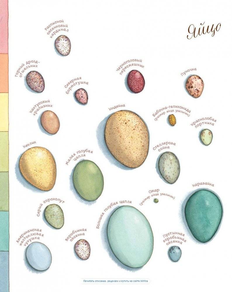 Яйцо любит тишину фото книги 8