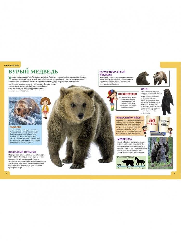 Животные России. Иллюстрированная детская энциклопедия фото книги 4