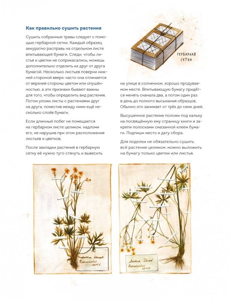 Мой гербарий. Цветы и травы фото книги 4