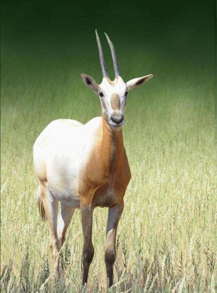 Красная книга. Животные мира фото книги 10