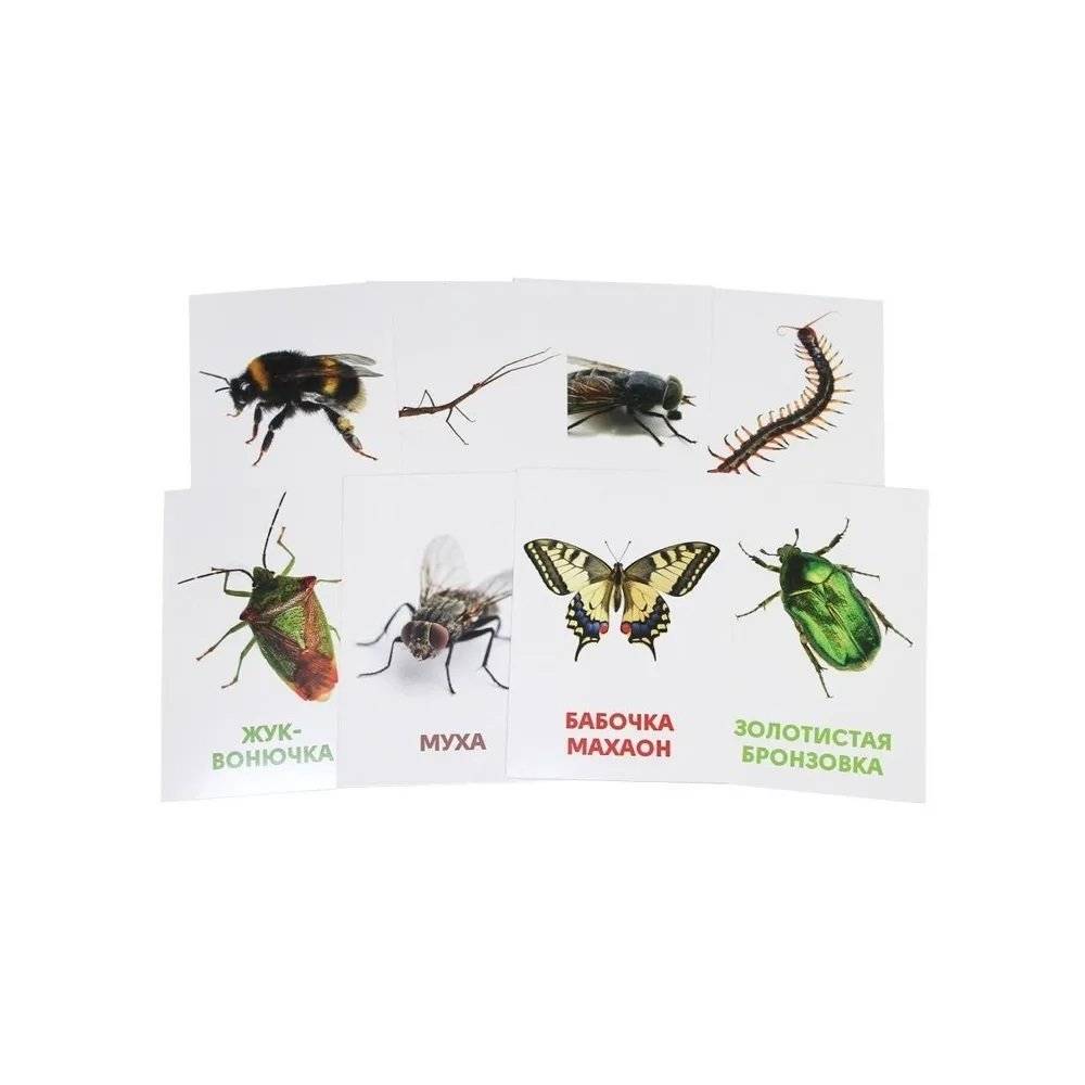 Развивающие карточки. Насекомые фото книги 5