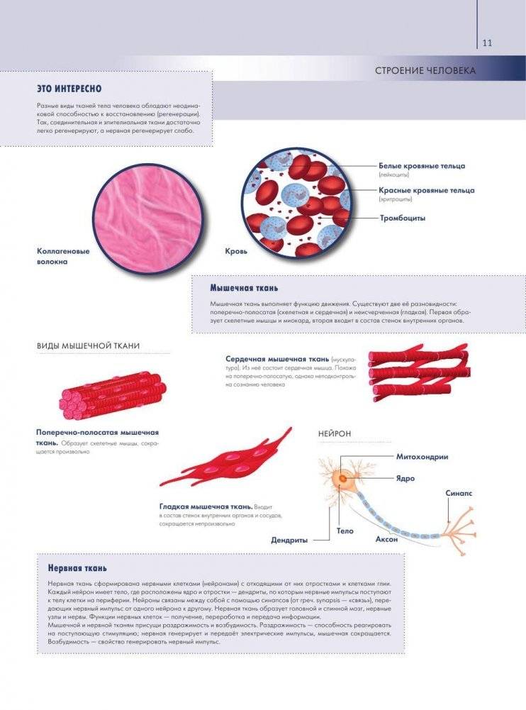 Анатомия человека. Большой популярный атлас фото книги 10