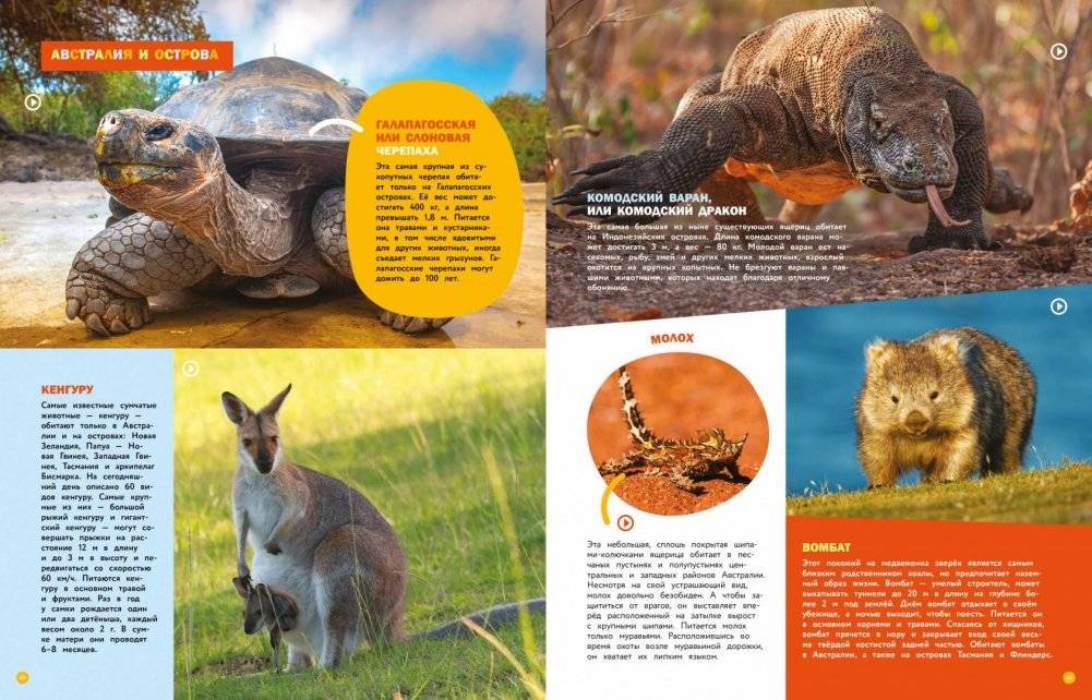 Животные. Энциклопедия фото книги 4