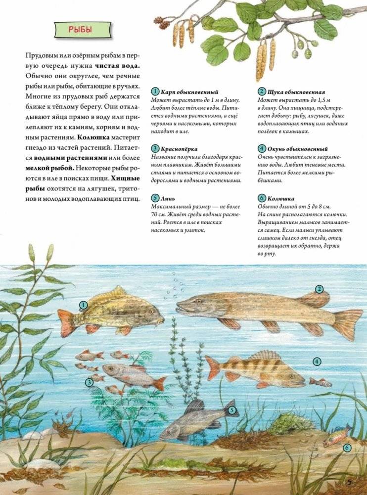 Животные и растения рек, озёр и морей. BIObook А. Толмачёва фото книги 8
