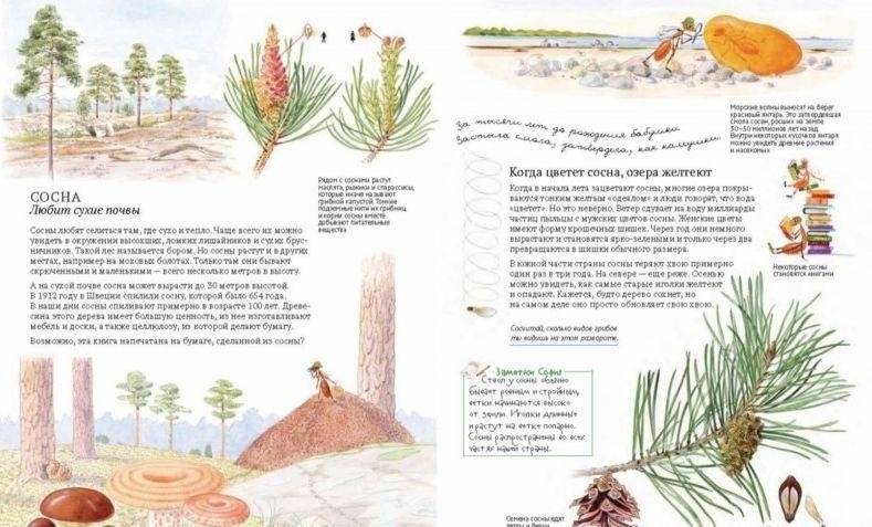 Софи в мире деревьев фото книги 8
