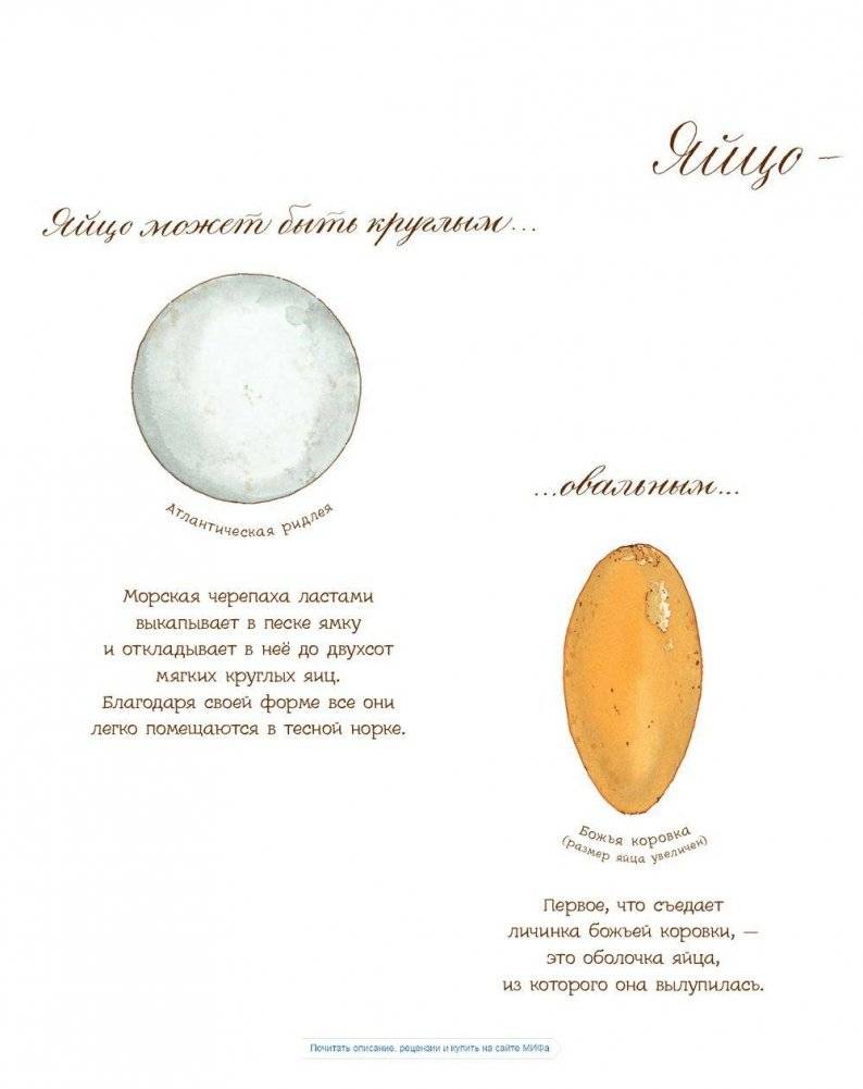 Яйцо любит тишину фото книги 10